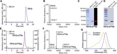 Safety assessment of fluorescently labeled anti-EGFR Nanobodies in healthy dogs